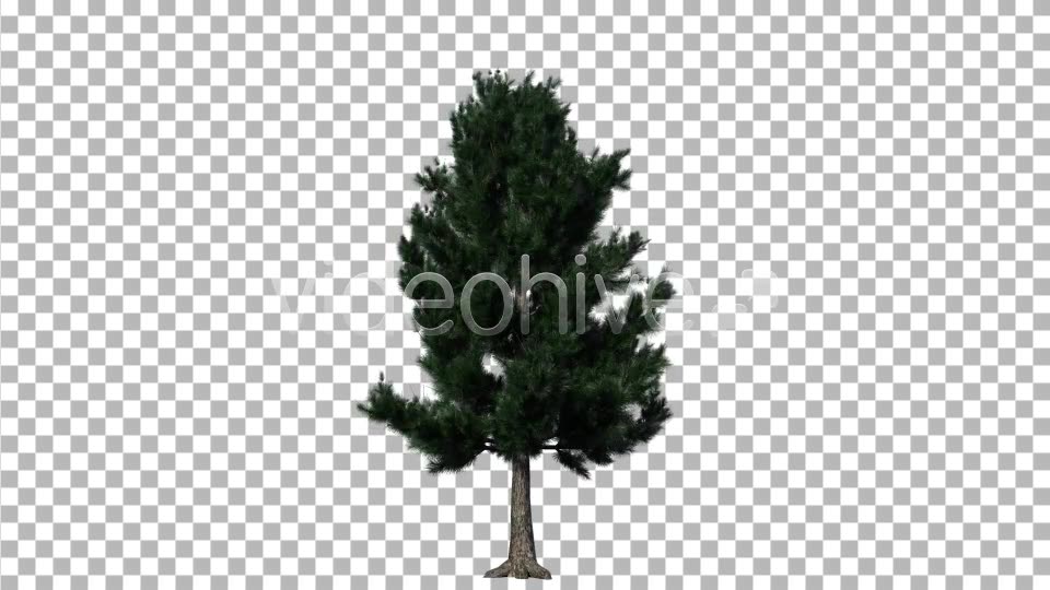 Pine 1 Videohive 5277114 Motion Graphics Image 8