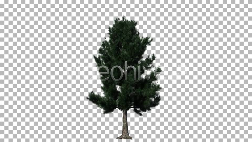 Pine 1 Videohive 5277114 Motion Graphics Image 9