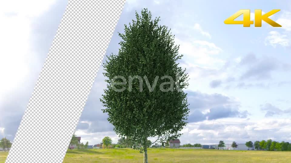 Pine Tree 4K Videohive 24063566 Motion Graphics Image 1