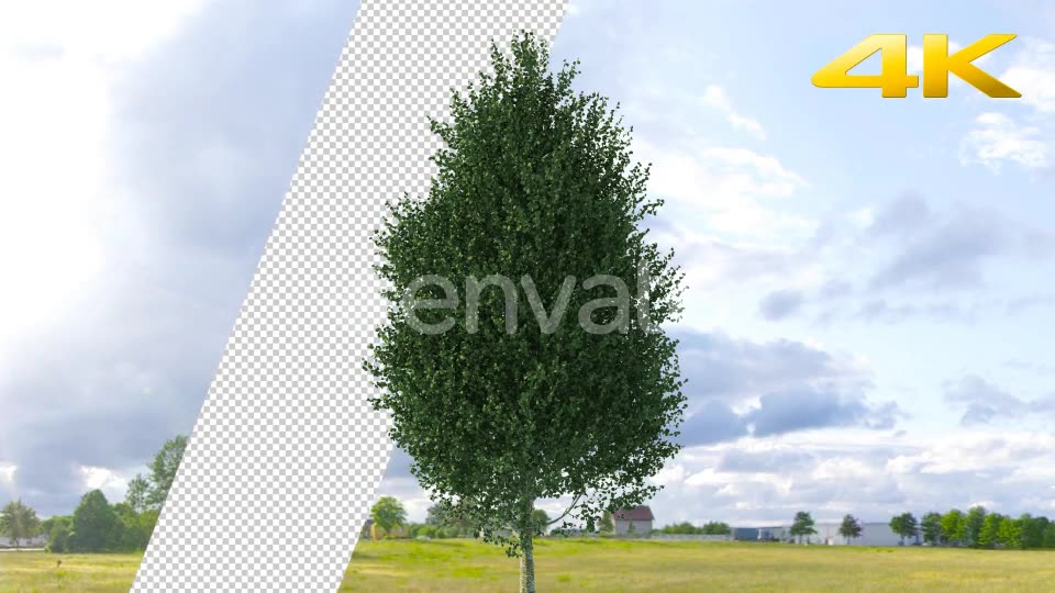 Pine Tree 4K Videohive 24063566 Motion Graphics Image 2