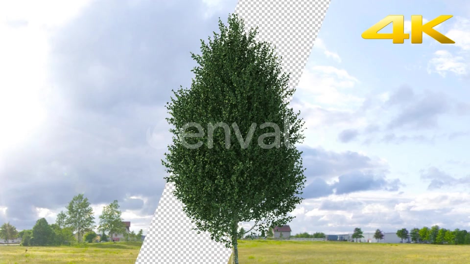 Pine Tree 4K Videohive 24063566 Motion Graphics Image 3