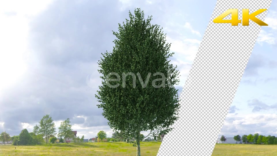 Pine Tree 4K Videohive 24063566 Motion Graphics Image 5