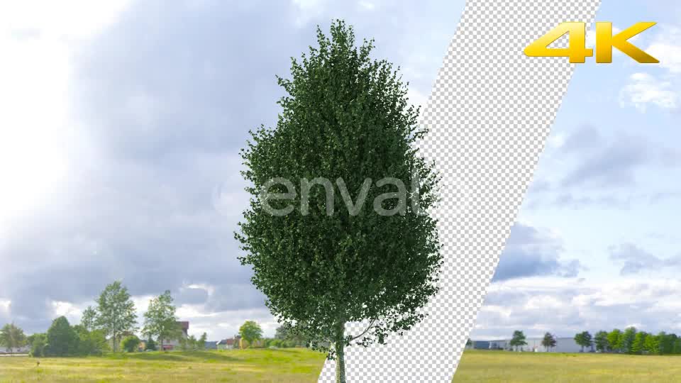 Pine Tree 4K Videohive 24063566 Motion Graphics Image 7