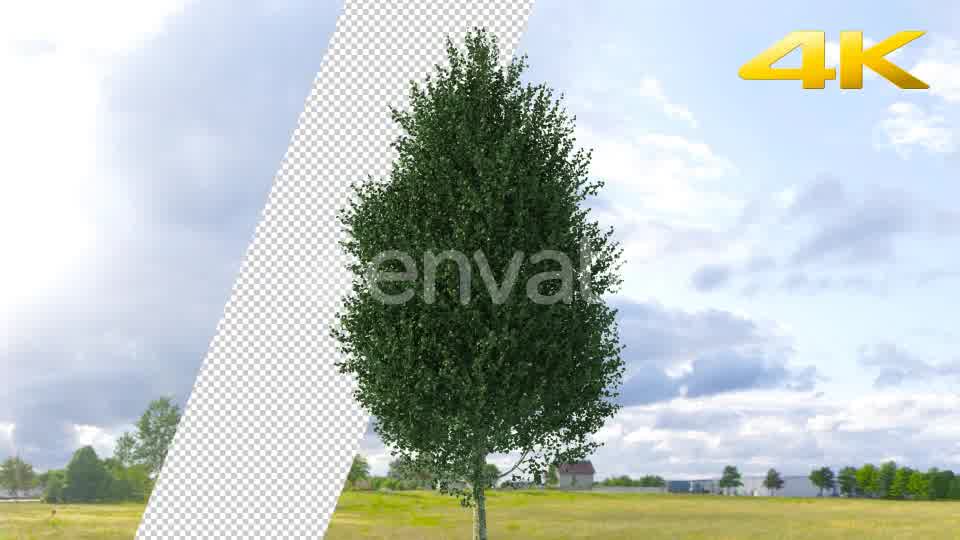 Pine Tree 4K Videohive 24063566 Motion Graphics Image 9