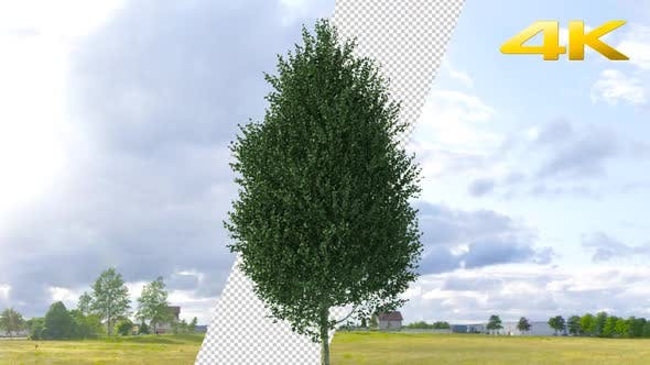 Pine Tree 4K - 24063566 Videohive Download