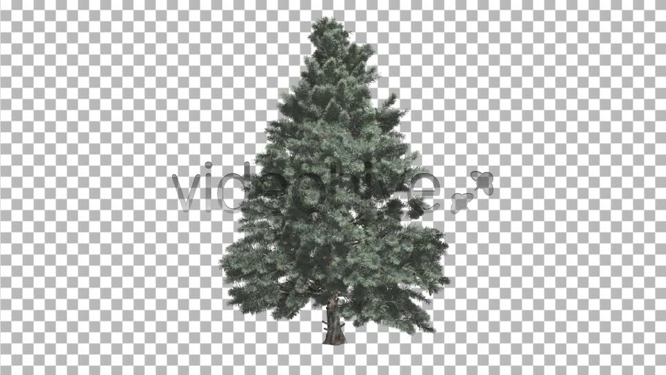 Pine V4 Videohive 8469852 Motion Graphics Image 1