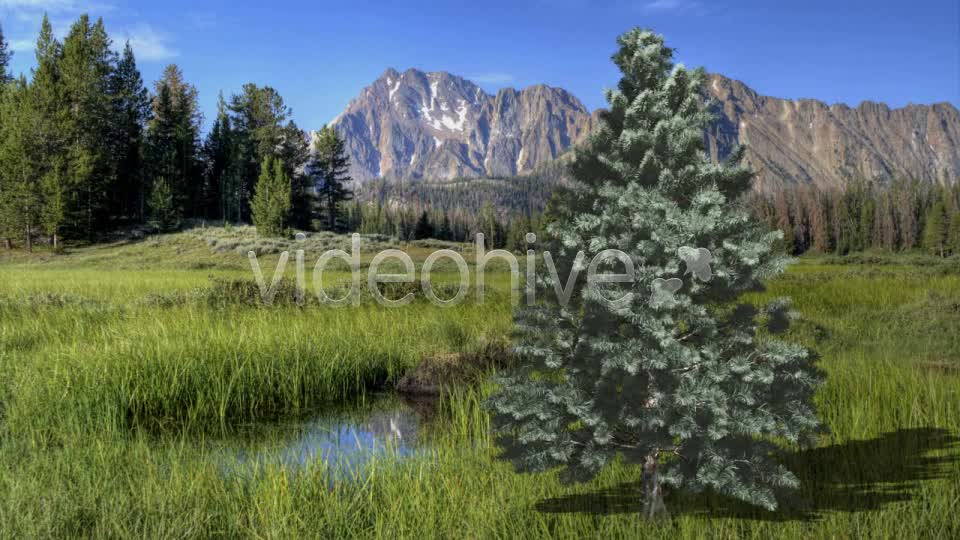 Pine V4 Videohive 8469852 Motion Graphics Image 10