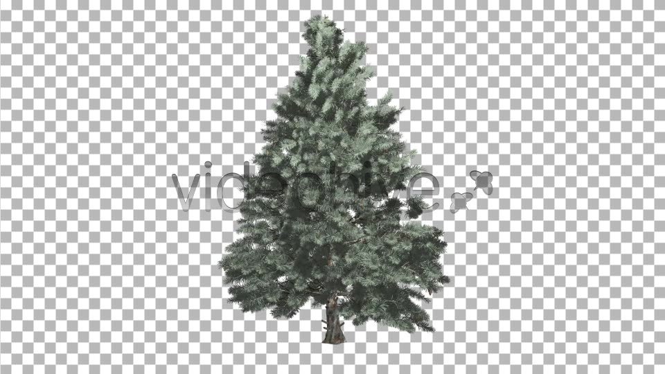 Pine V4 Videohive 8469852 Motion Graphics Image 2