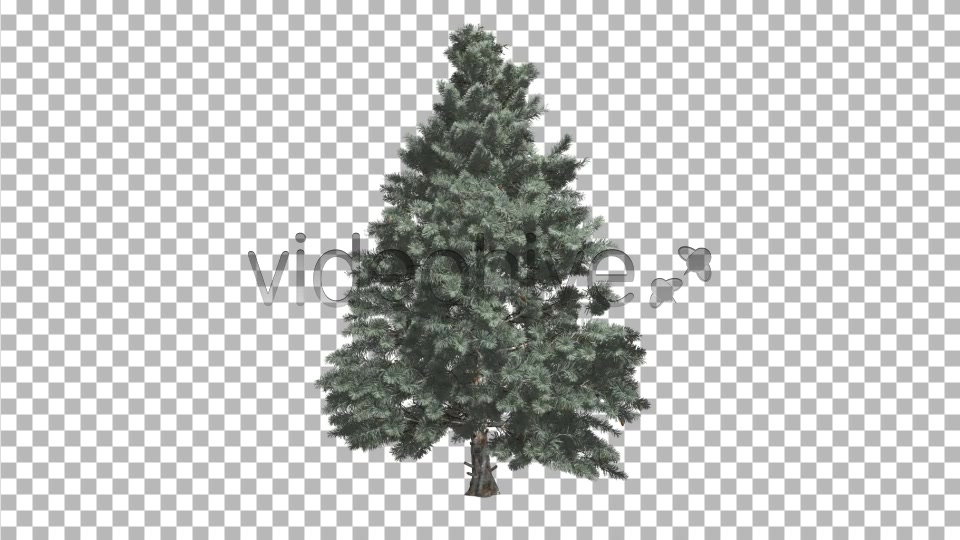 Pine V4 Videohive 8469852 Motion Graphics Image 3