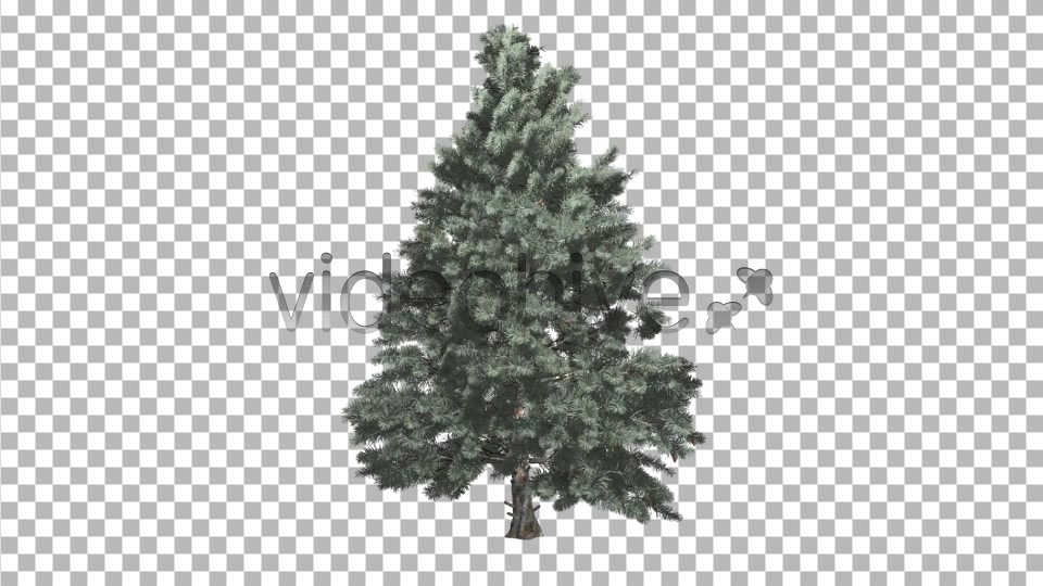 Pine V4 Videohive 8469852 Motion Graphics Image 4