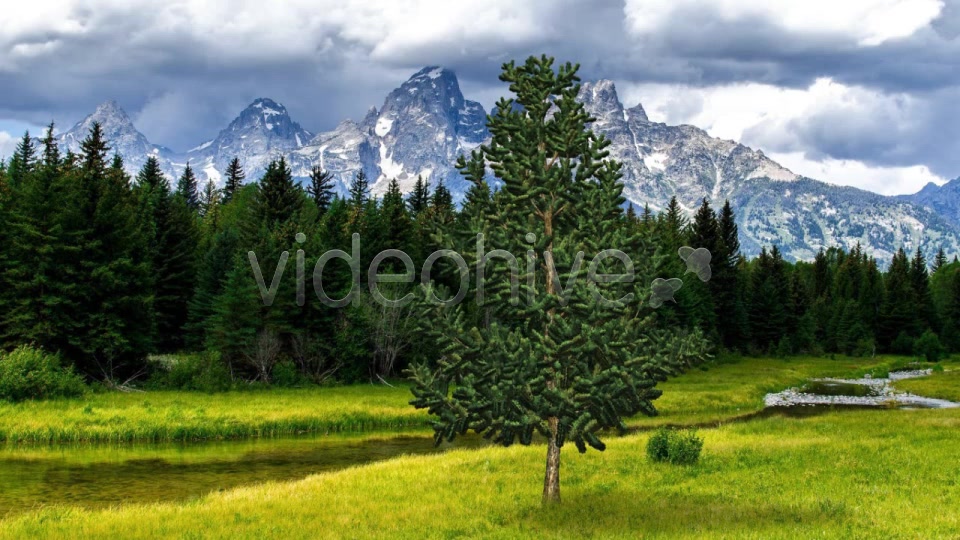 Pine V6 Videohive 8517120 Motion Graphics Image 10