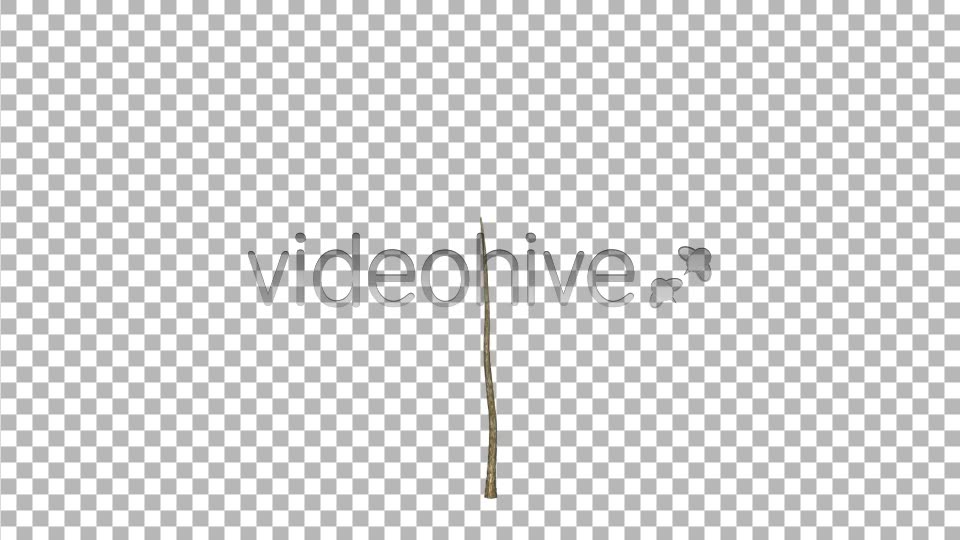 Pine V6 Videohive 8517120 Motion Graphics Image 2