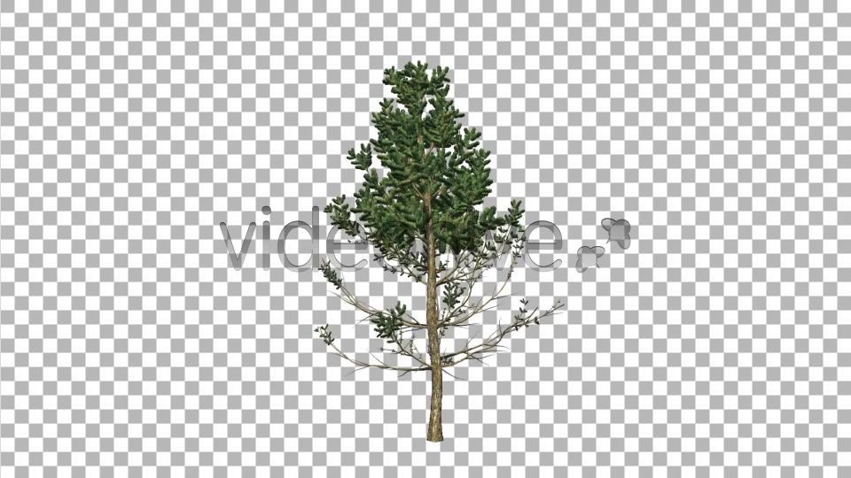 Pine V6 Videohive 8517120 Motion Graphics Image 3