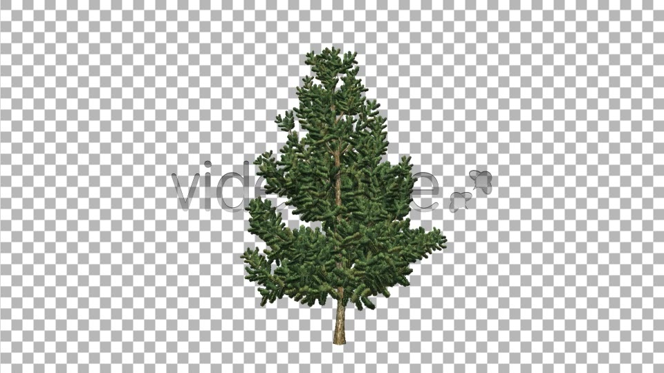 Pine V6 Videohive 8517120 Motion Graphics Image 4