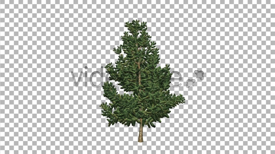 Pine V6 Videohive 8517120 Motion Graphics Image 5
