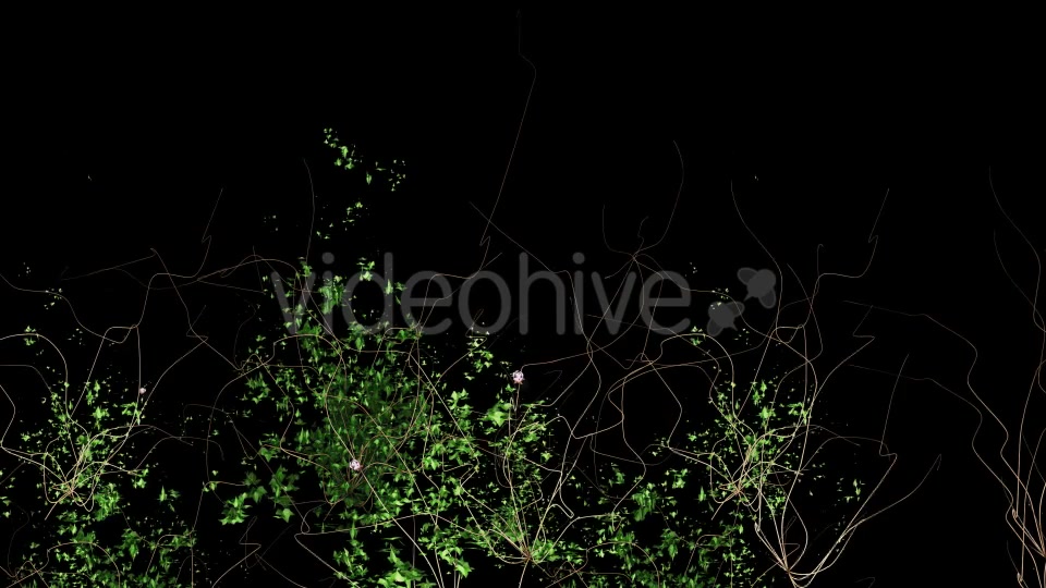 Pink Flower & Ivy Growing Videohive 12237045 Motion Graphics Image 2