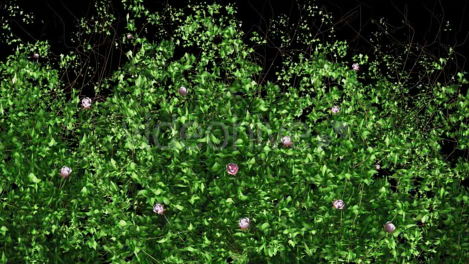Pink Flower & Ivy Growing Videohive 12237045 Motion Graphics Image 3