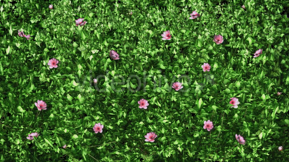 Pink Flower & Ivy Growing Videohive 12237045 Motion Graphics Image 4