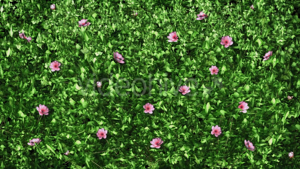 Pink Flower & Ivy Growing Videohive 12237045 Motion Graphics Image 5