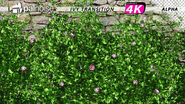Pink Flower & Ivy Growing - Download Videohive 12237045