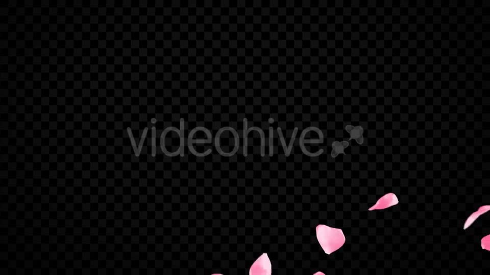 Pink Rose Transitions Videohive 21359339 Motion Graphics Image 1
