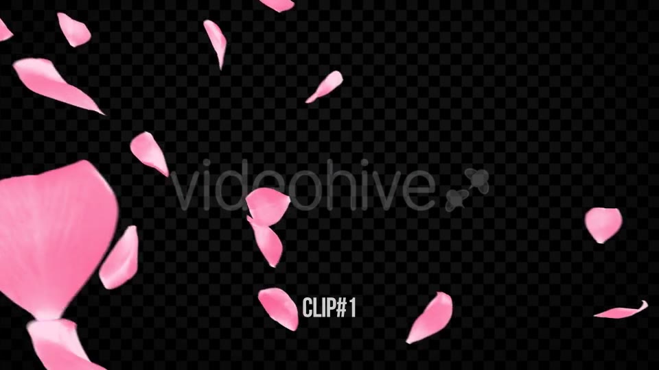 Pink Rose Transitions Videohive 21359339 Motion Graphics Image 2