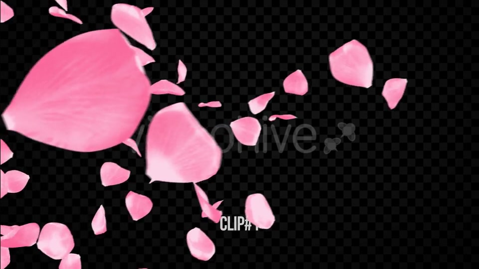 Pink Rose Transitions Videohive 21359339 Motion Graphics Image 4