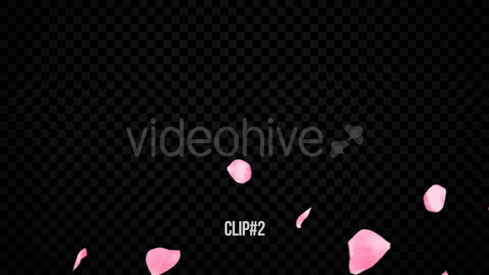 Pink Rose Transitions Videohive 21359339 Motion Graphics Image 5
