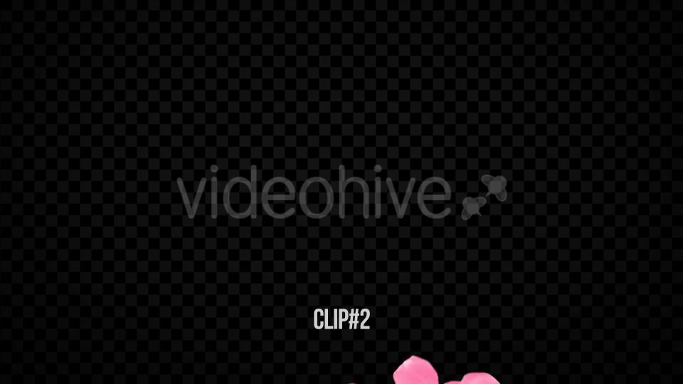 Pink Rose Transitions Videohive 21359339 Motion Graphics Image 6