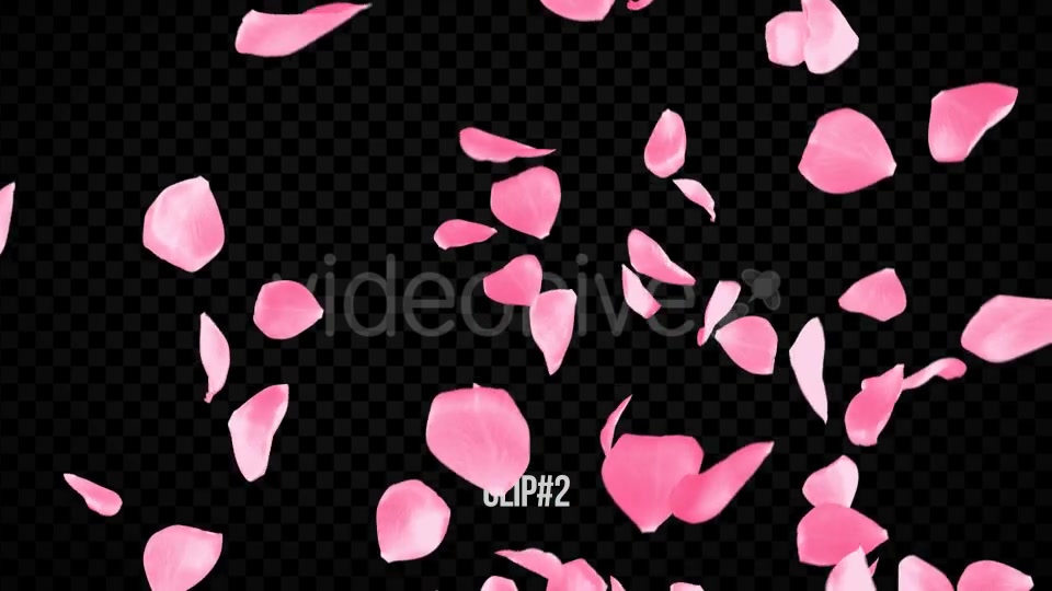 Pink Rose Transitions Videohive 21359339 Motion Graphics Image 7