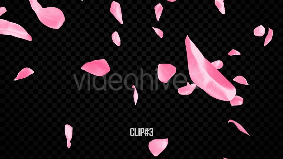 Pink Rose Transitions Videohive 21359339 Motion Graphics Image 8