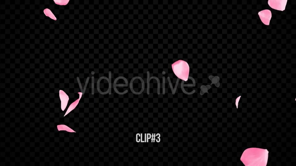 Pink Rose Transitions Videohive 21359339 Motion Graphics Image 9