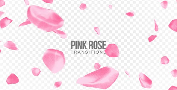 Pink Rose Transitions - Videohive Download 21359339
