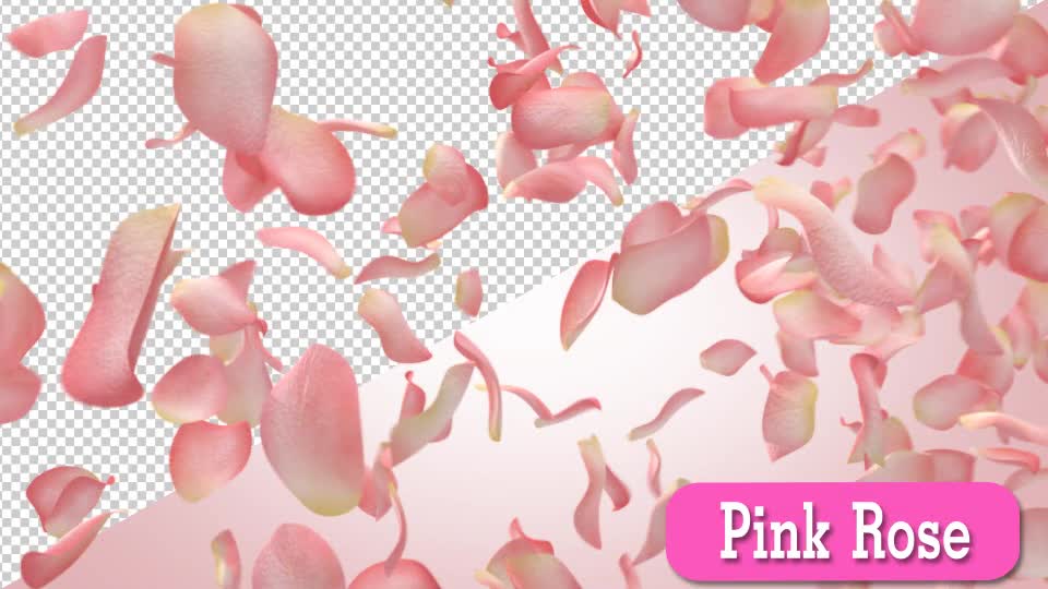 Pink Rose Videohive 15588047 Motion Graphics Image 1