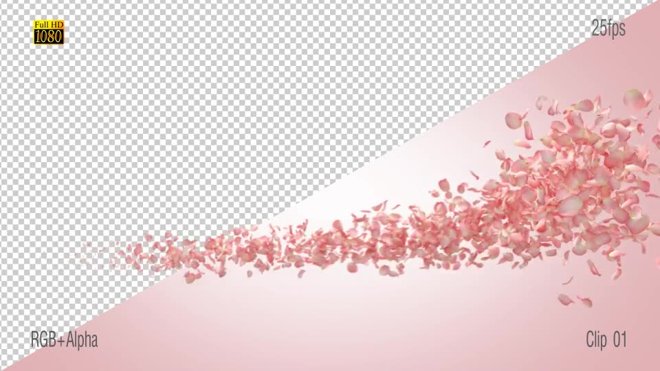 Pink Rose Videohive 15588047 Motion Graphics Image 2