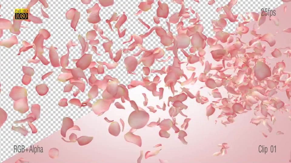 Pink Rose Videohive 15588047 Motion Graphics Image 3