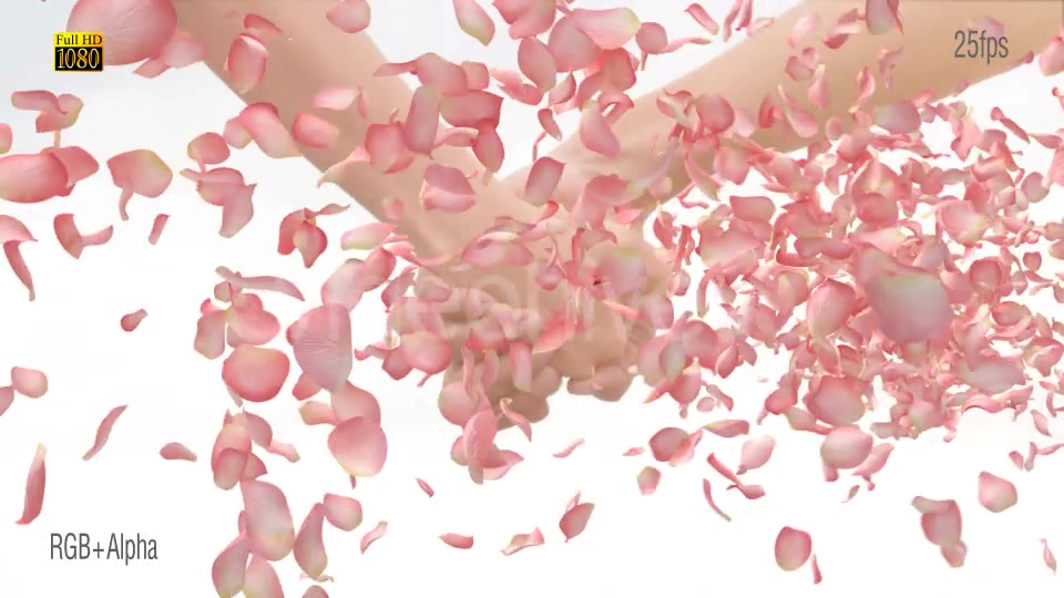 Pink Rose Videohive 15588047 Motion Graphics Image 9
