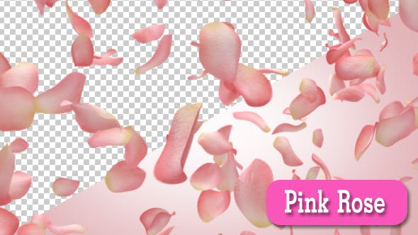 Pink Rose - Videohive Download 15588047