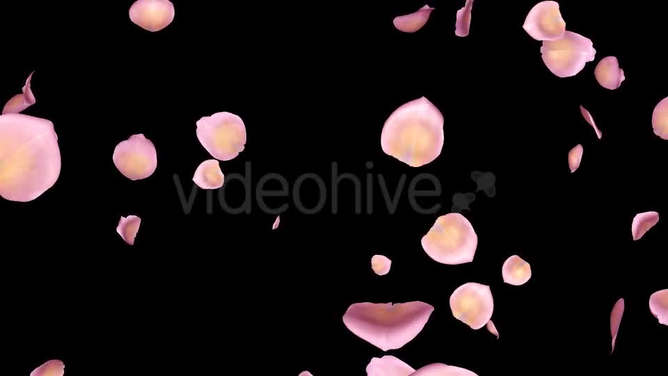 Pink Yellow Rose Petals Falling Loop Videohive 20611254 Motion Graphics Image 1