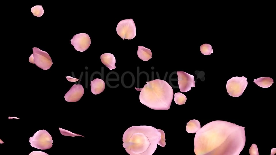 Pink Yellow Rose Petals Falling Loop Videohive 20611254 Motion Graphics Image 10