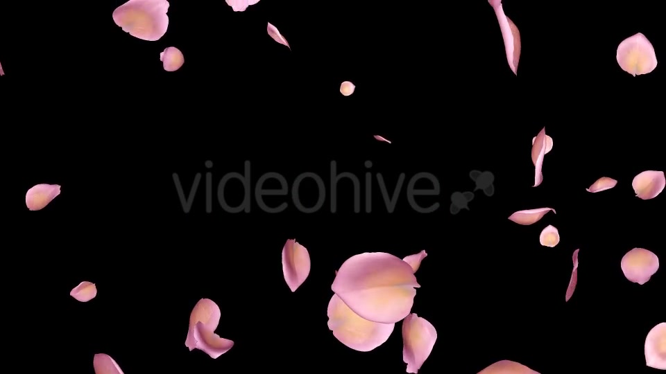 Pink Yellow Rose Petals Falling Loop Videohive 20611254 Motion Graphics Image 11