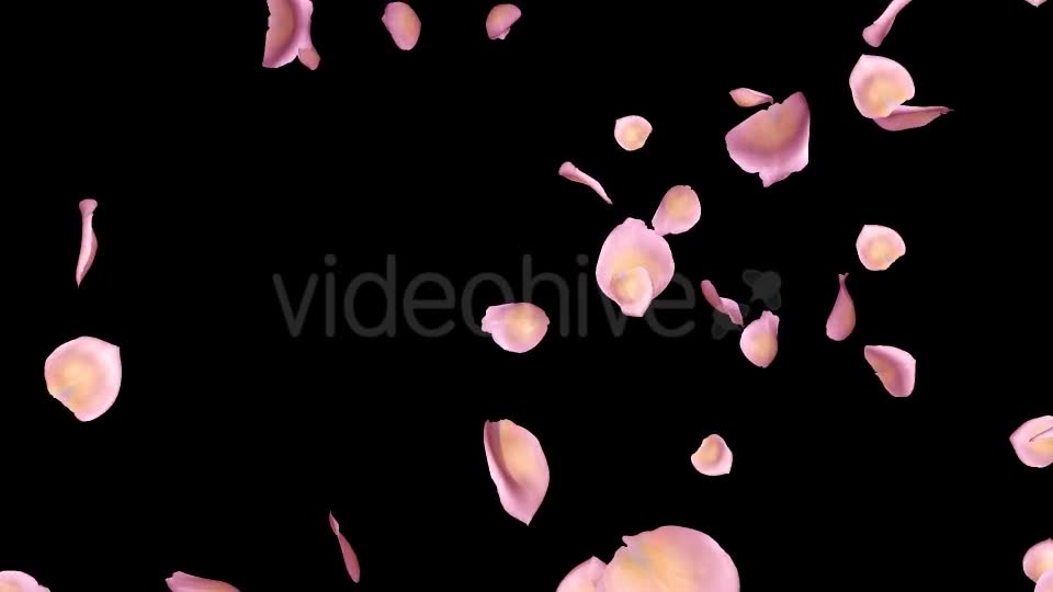 Pink Yellow Rose Petals Falling Loop Videohive 20611254 Motion Graphics Image 2