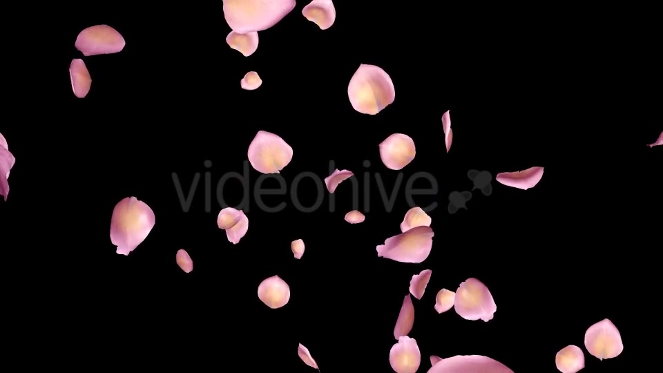 Pink Yellow Rose Petals Falling Loop Videohive 20611254 Motion Graphics Image 3