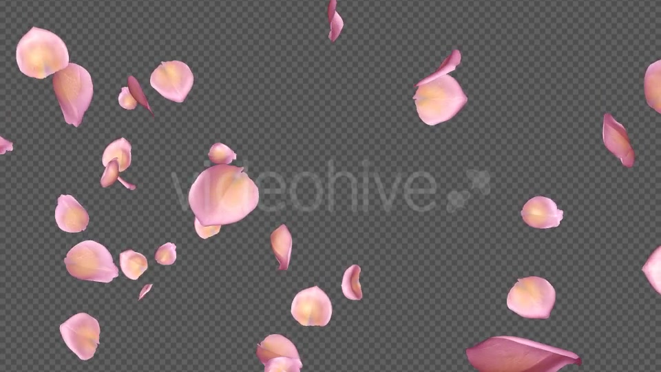 Pink Yellow Rose Petals Falling Loop Videohive 20611254 Motion Graphics Image 4