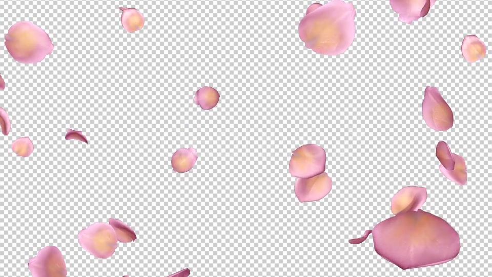 Pink Yellow Rose Petals Falling Loop Videohive 20611254 Motion Graphics Image 5