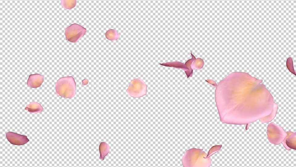 Pink Yellow Rose Petals Falling Loop Videohive 20611254 Motion Graphics Image 6