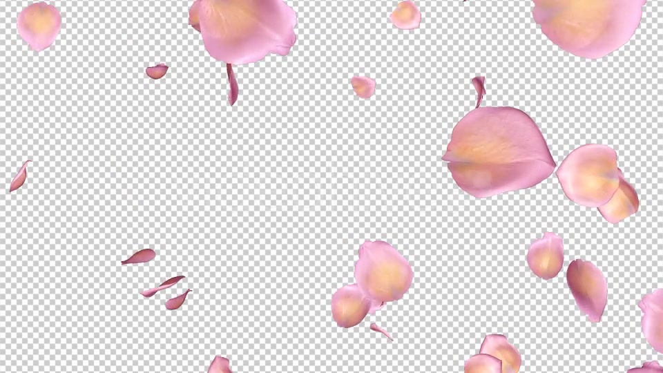 Pink Yellow Rose Petals Falling Loop Videohive 20611254 Motion Graphics Image 7