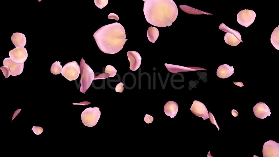 Pink Yellow Rose Petals Falling Loop Videohive 20611254 Motion Graphics Image 8