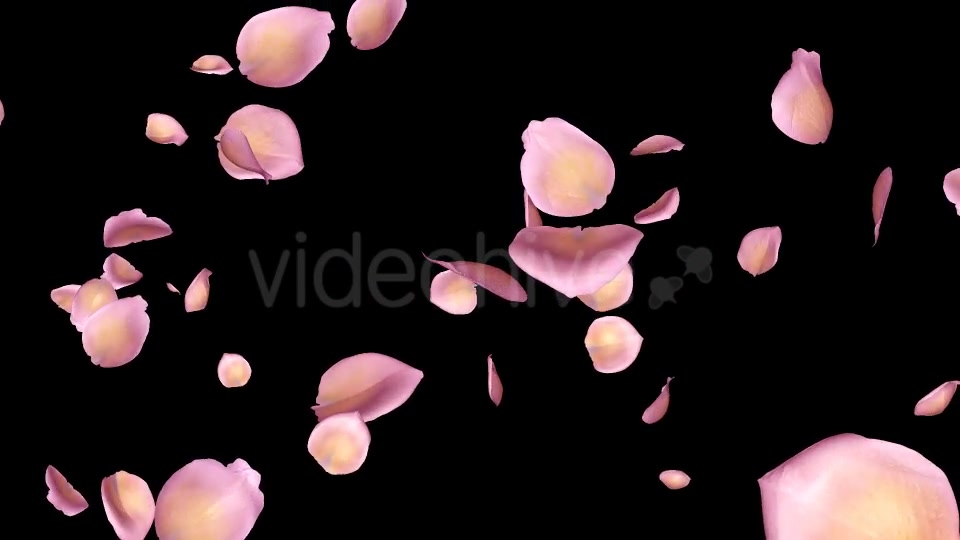Pink Yellow Rose Petals Falling Loop Videohive 20611254 Motion Graphics Image 9