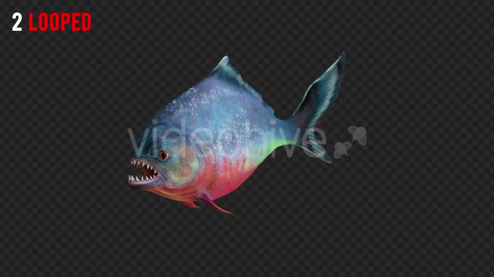 Piranha 1 Realistic Pack 3 Videohive 21210336 Motion Graphics Image 3